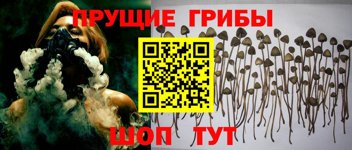 Псилоцибиновые грибы Cubensis Борзя